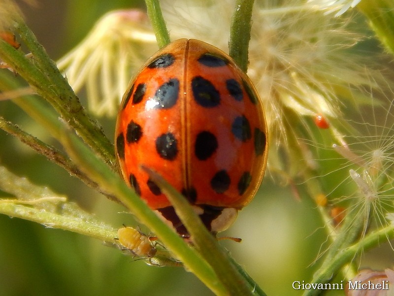 Coccinellidae: Hippodamia variegata? S, e l''altra  Harmonia axyridis